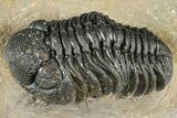 Detailed Phacopid (Morocops) Trilobite - Foum Zguid, Morocco #363151-1
